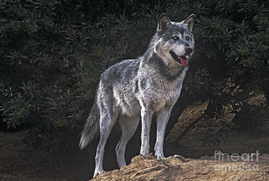 Gray Wolf on Hillside Endangered Species Wildlife Rescue Photograph by Dave Welling