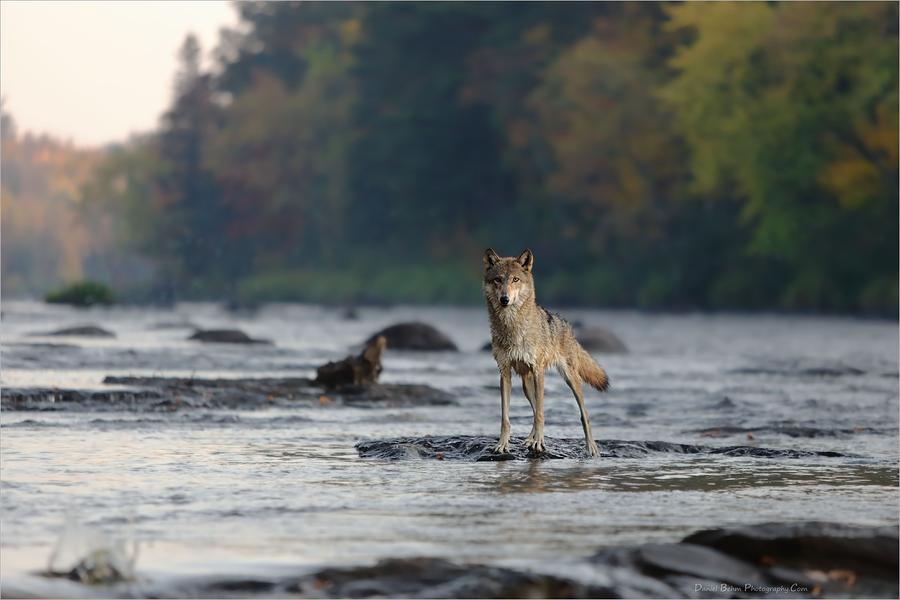 Gray Wolf on Kettle River Photograph by Daniel Behm - Fine Art America