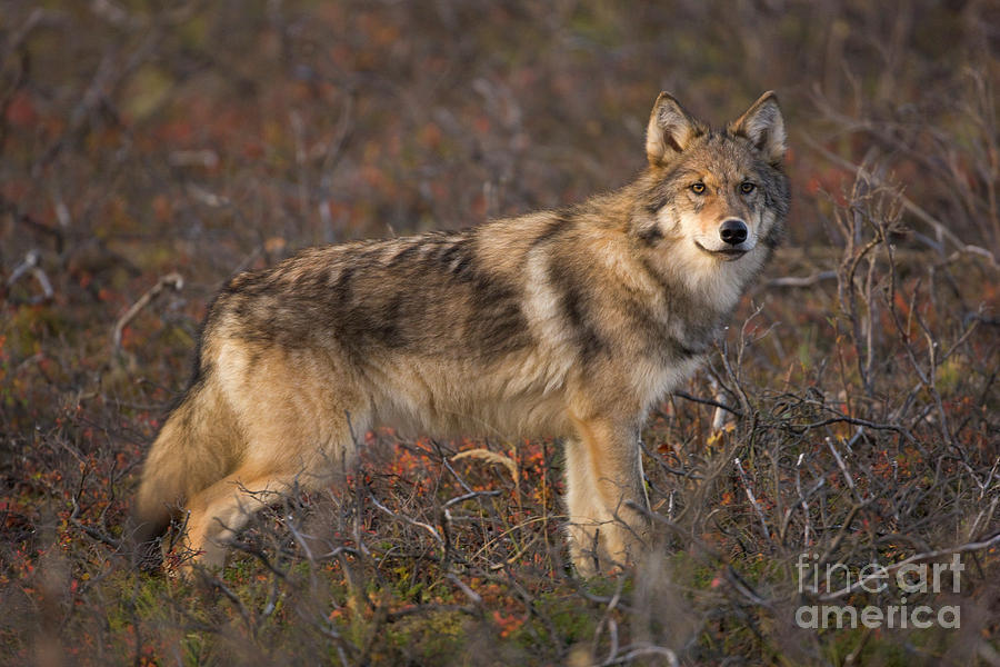 Gray Wolf On Tundra in Denali Photograph by Yva Momatiuk John Eastcott