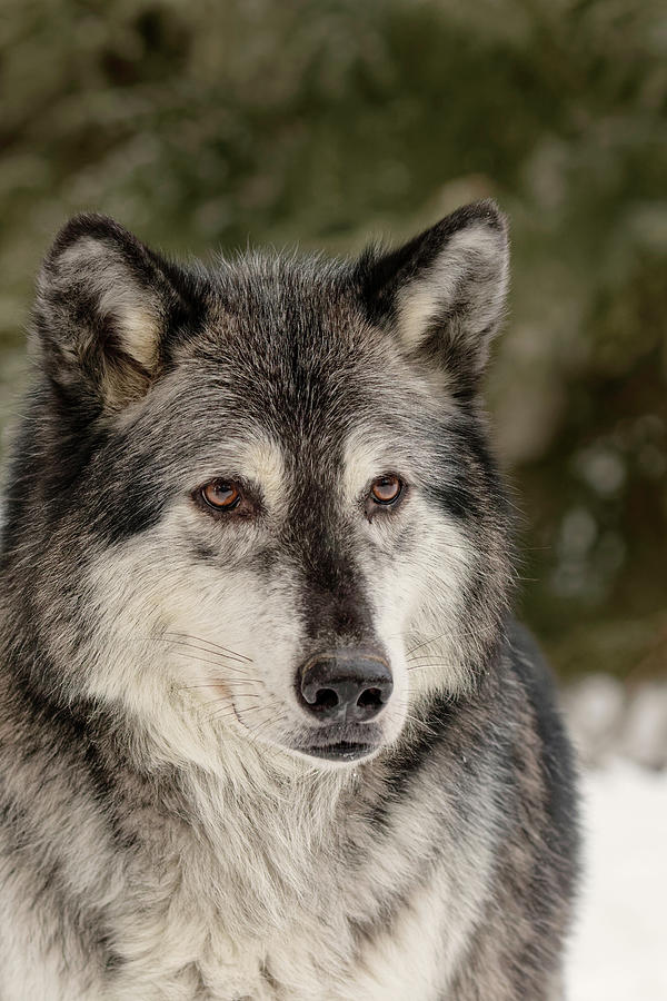 Gray Wolf Or Timber Wolf In Winter Photograph by Adam Jones - Fine Art ...