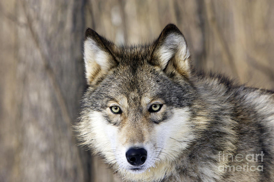 Gray Wolf Or Timber Wolf Photograph by M. Watson