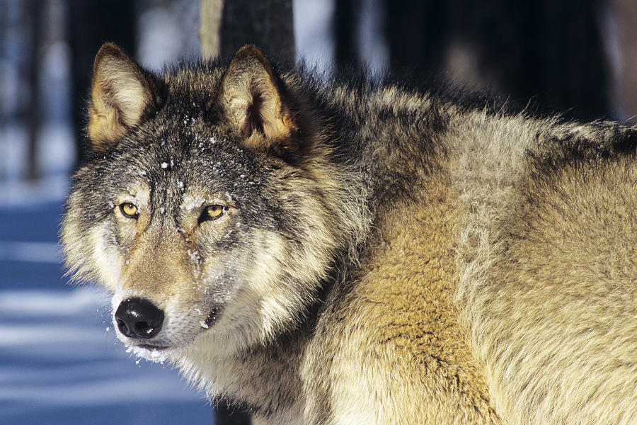 grey timber wolf