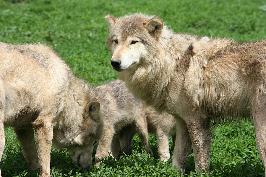 Gray Wolf Pack Photograph by Amanda Stadther
