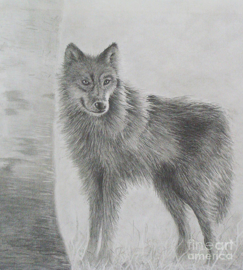 Gray Wolf Drawing by Phyllis Howard