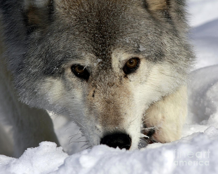 Nature Photograph - Gray Wolf Playing in the Snow by Inspired Nature Photography Fine Art Photography