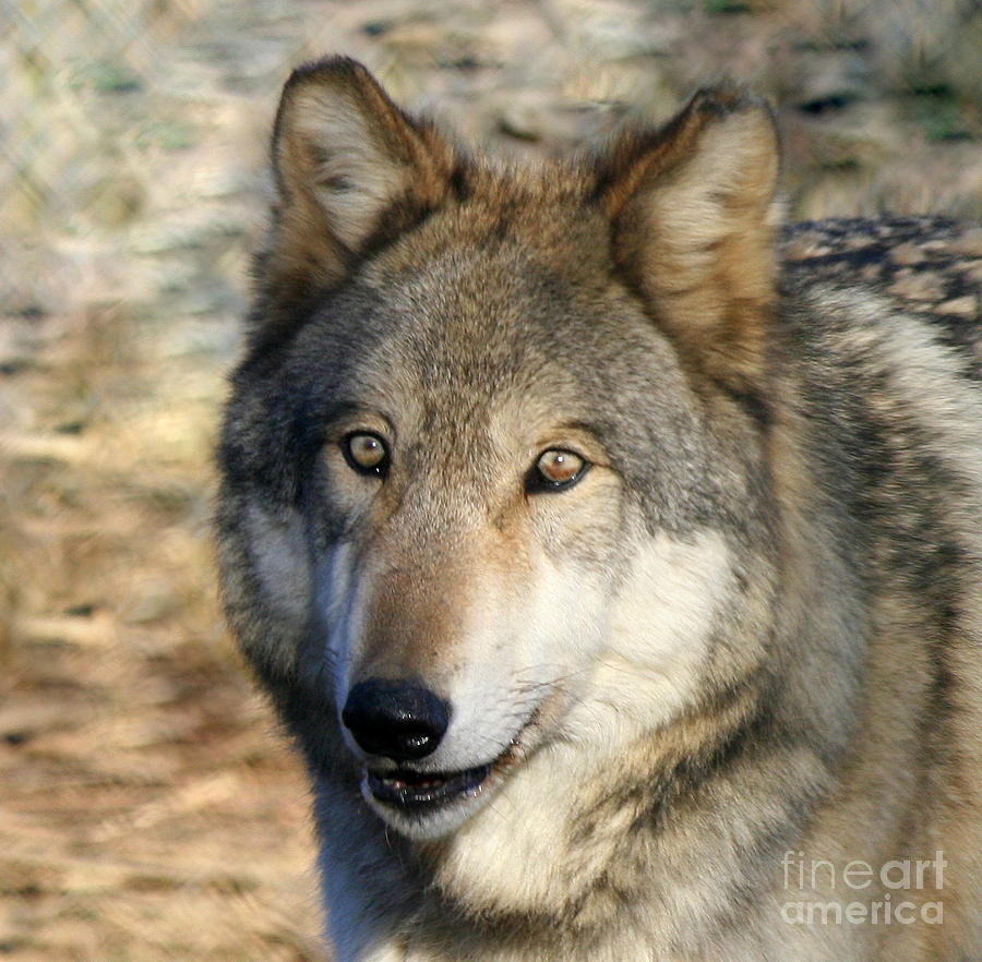 Gray Wolf Portrait Photograph