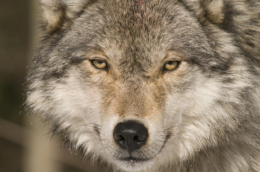 Gray Wolf Portrait Photograph by Steve Gettle