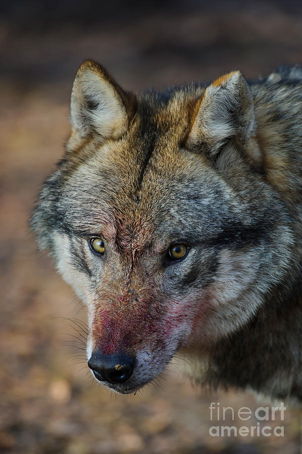 Gray Wolf Portrait Photograph by Willi Rolfes - Fine Art America