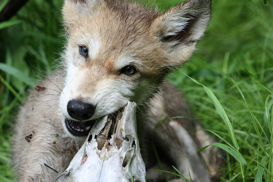 Minnesota Timberwolves Photograph - Gray Wolf Pup by Amanda Stadther