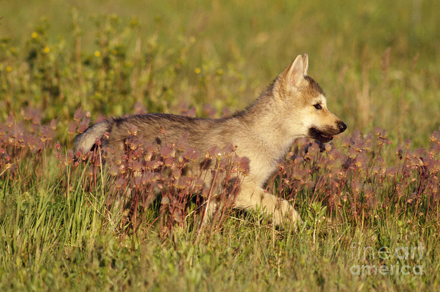 Gray Wolf Pup Photograph by Mary Clay