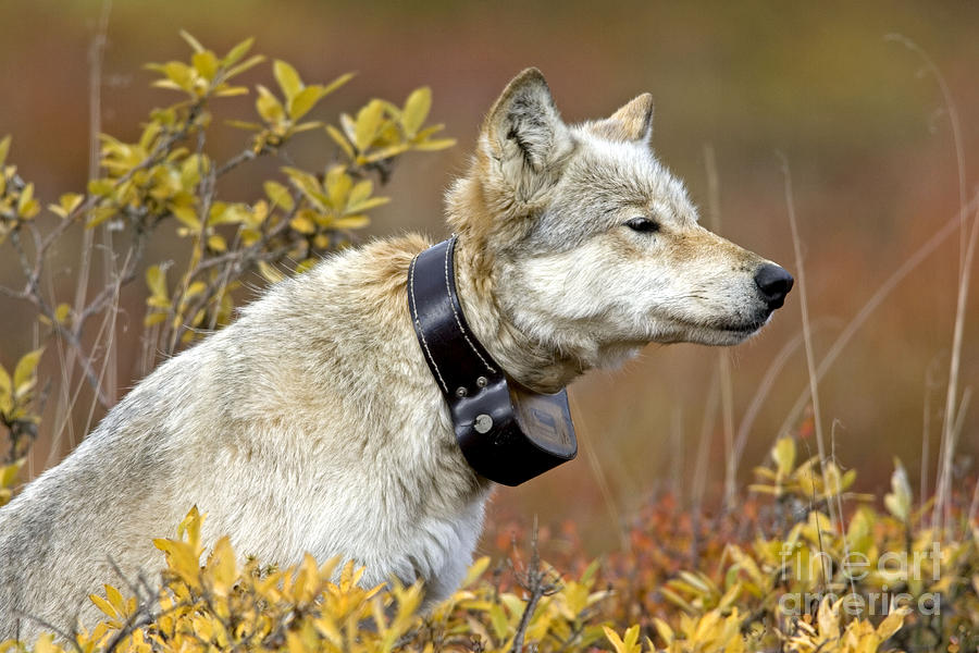 Gray Wolf, Radio Collar, Canis Lupus Photograph by Martin Grosnick