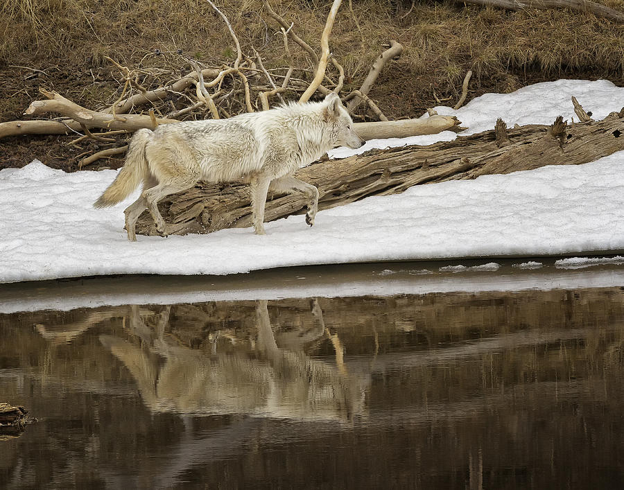 Yellowstone National Park Photograph - Gray Wolf Reflection by Elaine Haberland