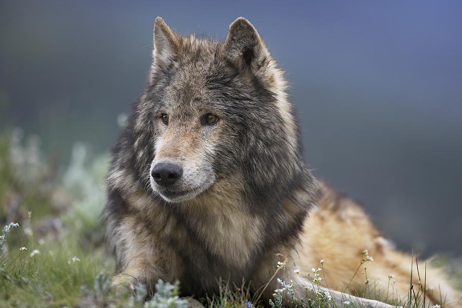 Gray Wolf Resting North America Photograph by Tim Fitzharris