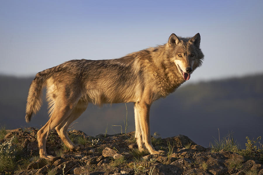 Gray Wolf Side View North America by Tim Fitzharris.