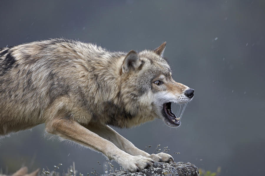 Animal Photograph - Gray Wolf Snarling North America by Tim Fitzharris
