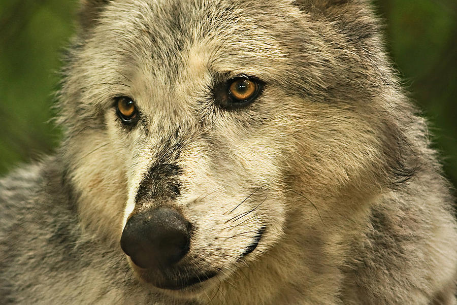 Gray Wolf Photograph by Tammy Schneider