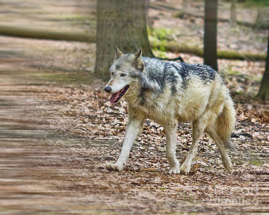 Gray Wolf Walking Photograph