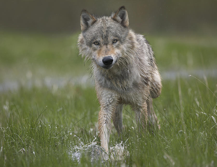 Gray Wolf Walking Through Water Photograph by Tim Fitzharris