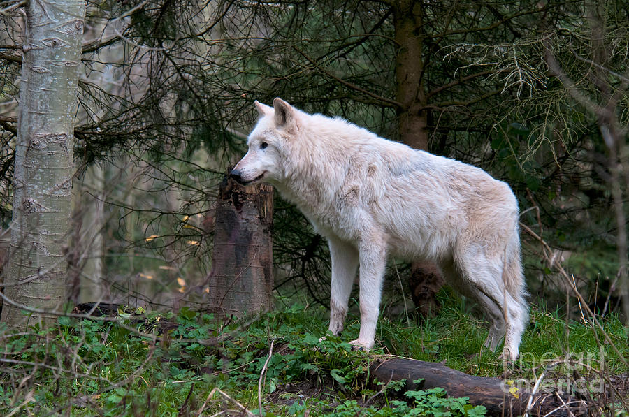 Gray Wolf White Morph Photograph by Mark Newman