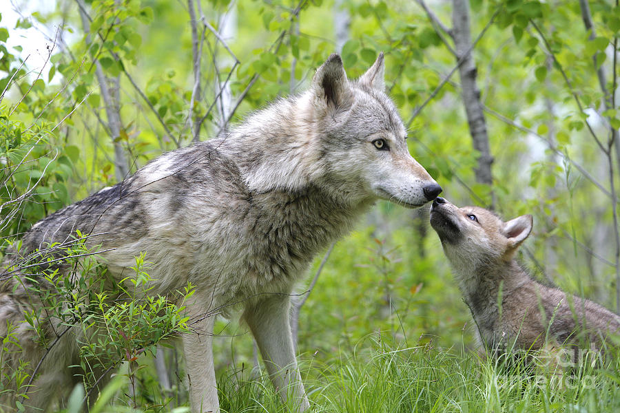 Gray Wolf With Cub, Canis Lupus Photograph by M. Watson