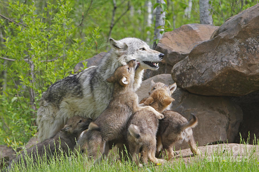 Gray Wolf With Cubs, Canis Lupus Photograph by M. Watson
