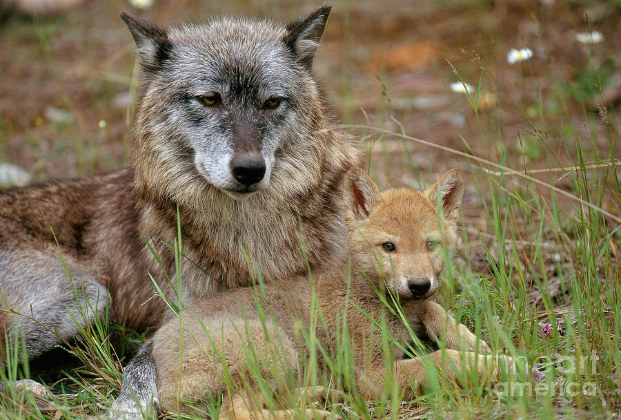Gray Wolf With Pup Photograph by Art Wolfe