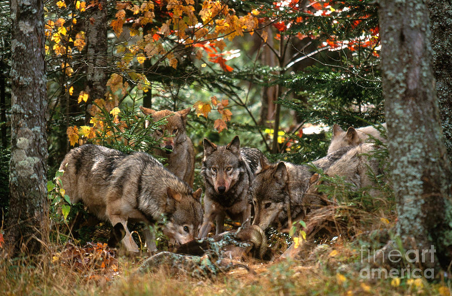 Gray Wolves At Kill Photograph by Art Wolfe