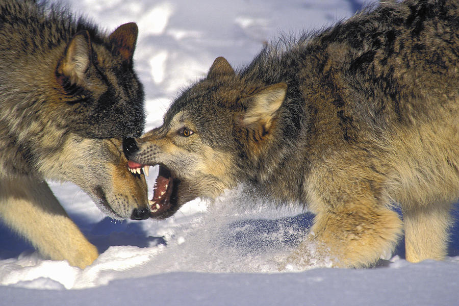 Gray Wolves Canis Lupus In Winter Photograph by Thomas Kitchin ...