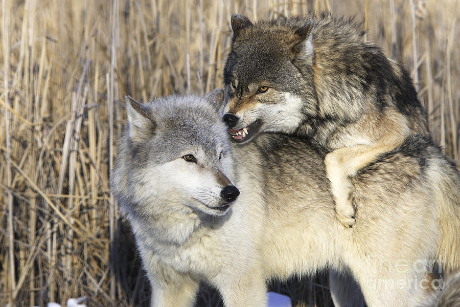 Gray Wolves, Canis Lupus Photograph by M. Watson