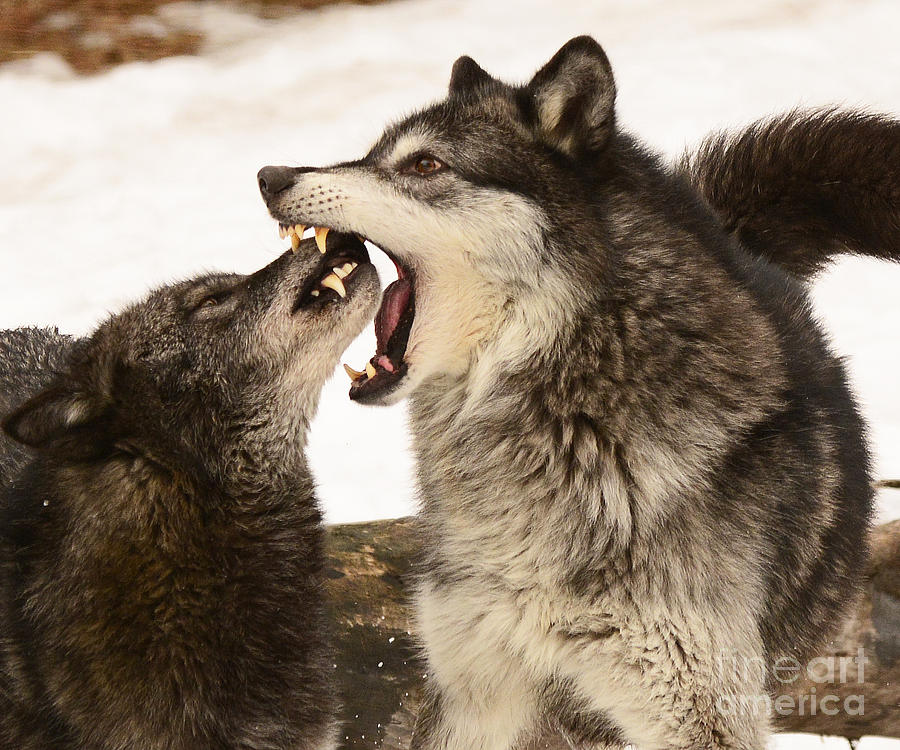 Gray Wolves Photograph by Dennis Hammer