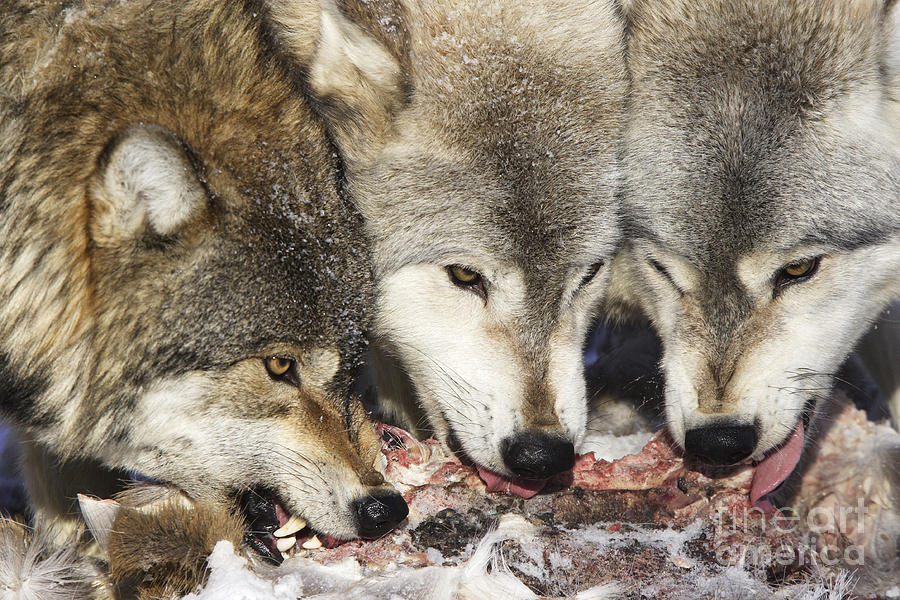 Gray Wolves Feeding Photograph by M. Watson