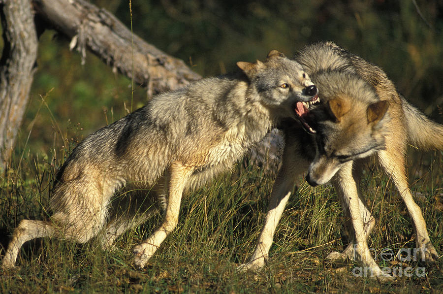 Gray Wolves In Dominance Display Photograph By Ron Sanford