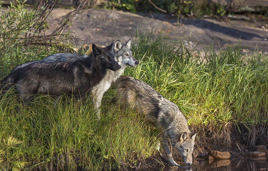 Gray Wolves Photograph by Linda Arndt