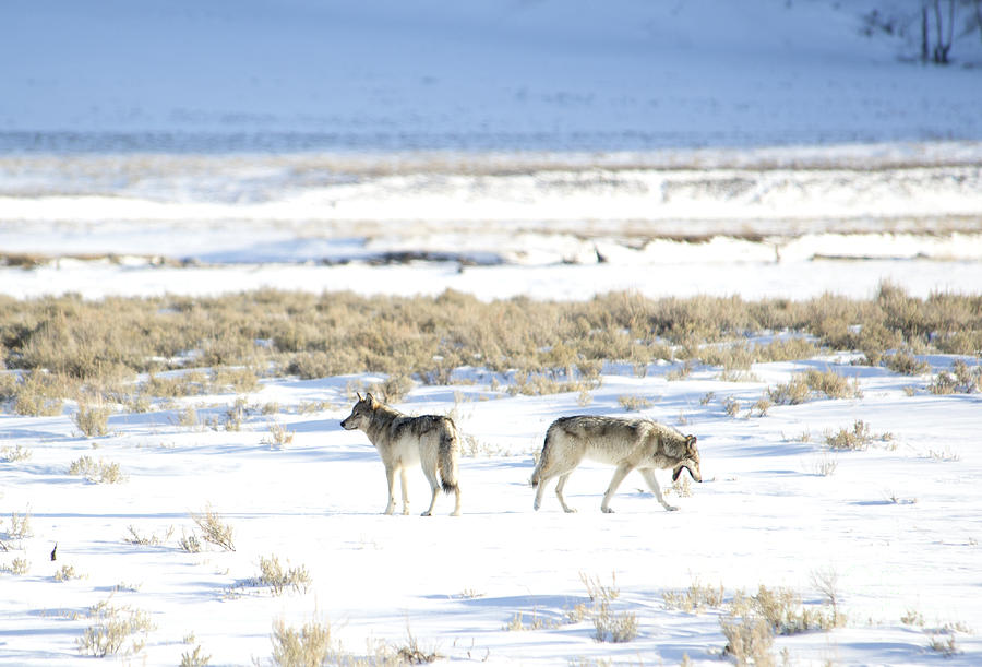 Gray Wolves of Yellowstone Photograph by Deby Dixon