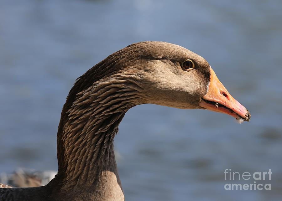 Greylag Goose Closeup Photograph by Carol Groenen