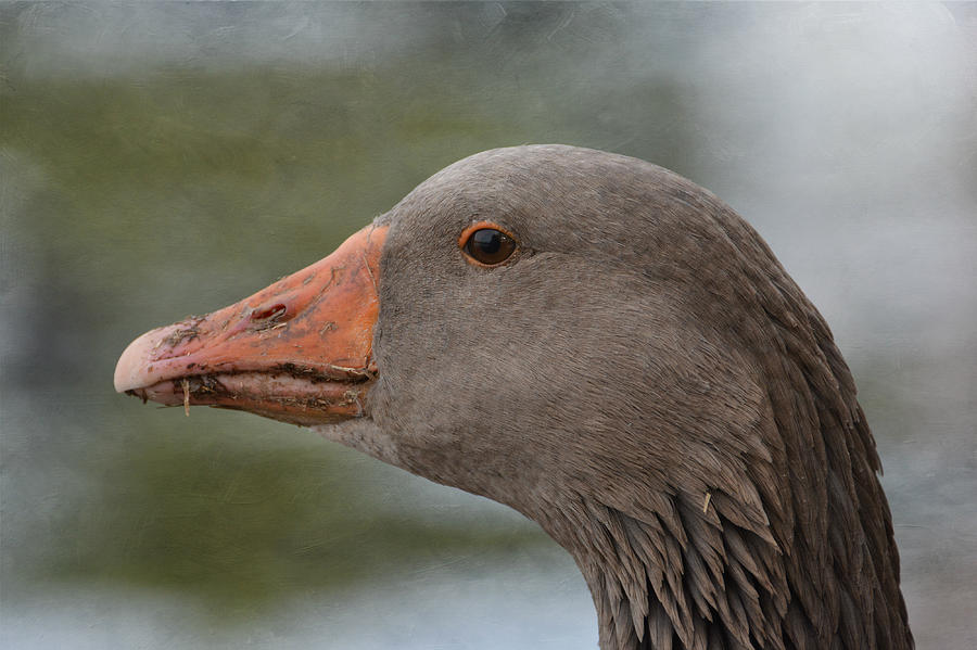 Graylag Goose Portrait Photograph by Fraida Gutovich