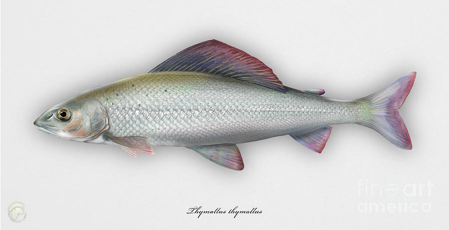 Grayling - Thymallus thymallus - Ombre commun - Harjus - flyfishing - trout waters - trout creek Painting by Urft Valley Art  Matt J G  Maassen-Pohlen