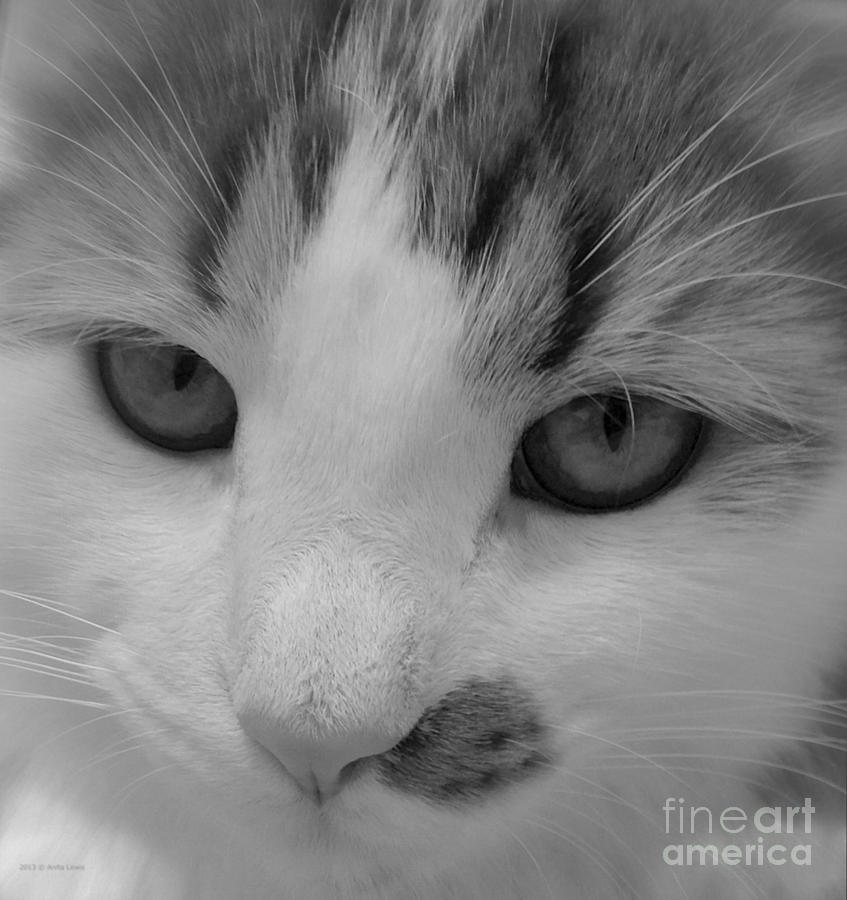 Grayscale Kitten Photograph by Anita Lewis