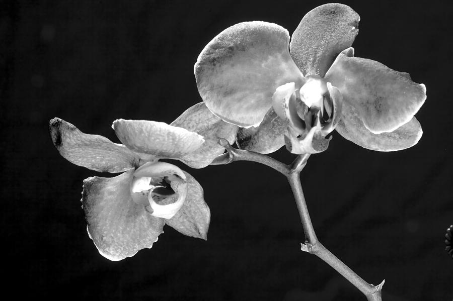 Grayscale Orchid Photograph by Robert Camp