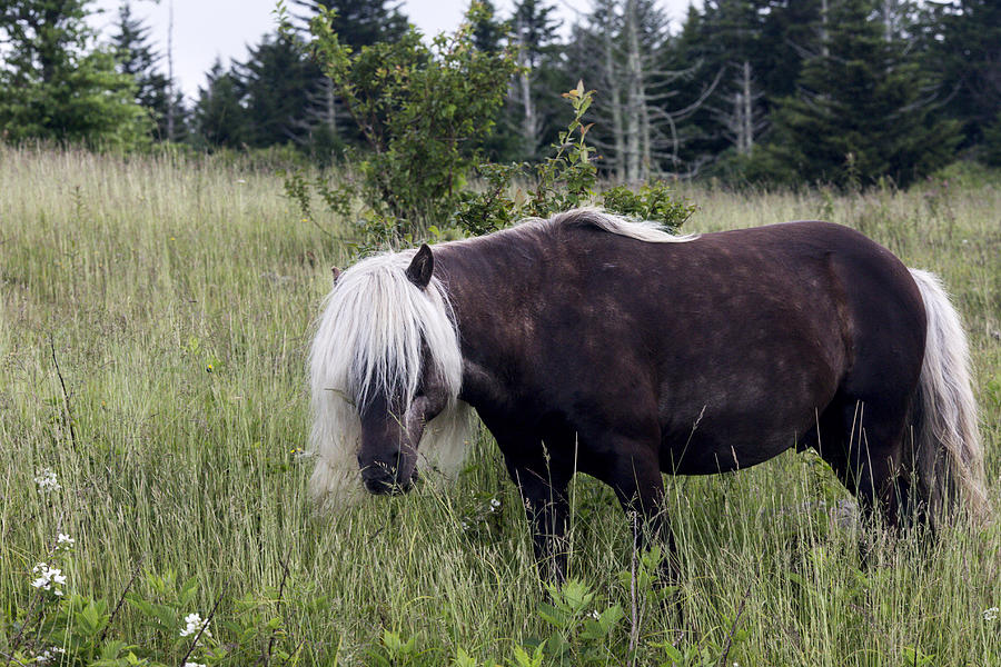 Grayson 8 Photograph by Terry Spencer - Fine Art America