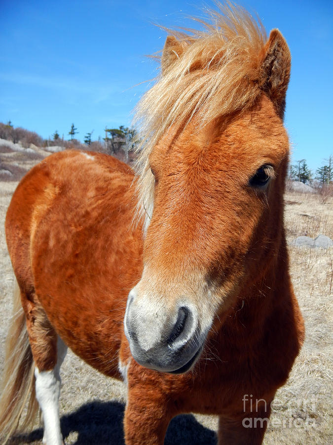 Grayson Highlands Wild Pony Photograph by Glenn Gordon