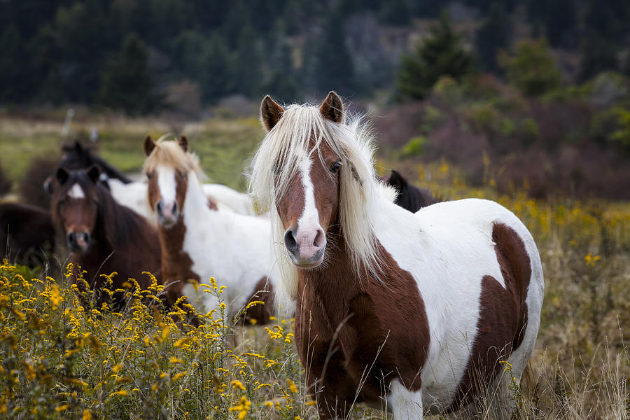 Grayson Highlands Photograph - Grayson Ponies by Richard Siggins