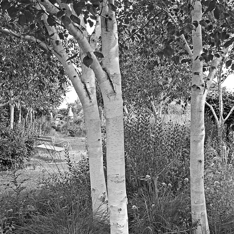 Grayswood Ghost - Himalayan Birch Black and White Photograph by Gill Billington