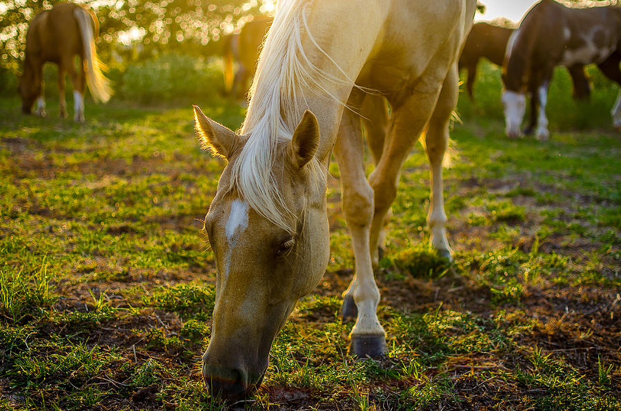 Grazing at Sunset Photograph by David Morefield