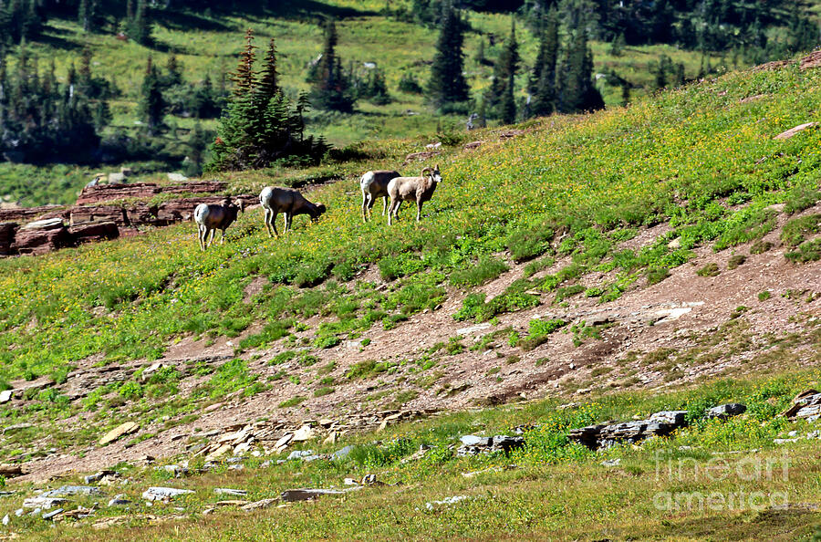 Glacier National Park Photograph - Grazing Big Horn Sheep by Robert Bales