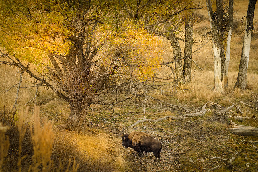 Grazing Bison Photograph by Greni Graph