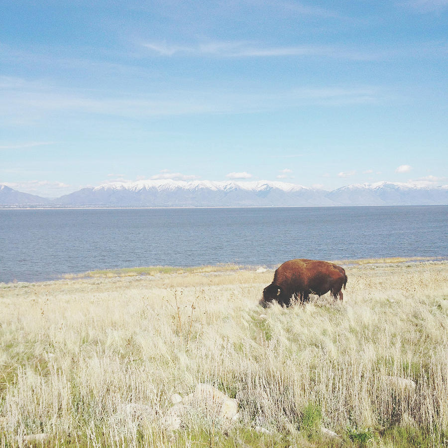 Grazing Bison Photograph by Kevinruss
