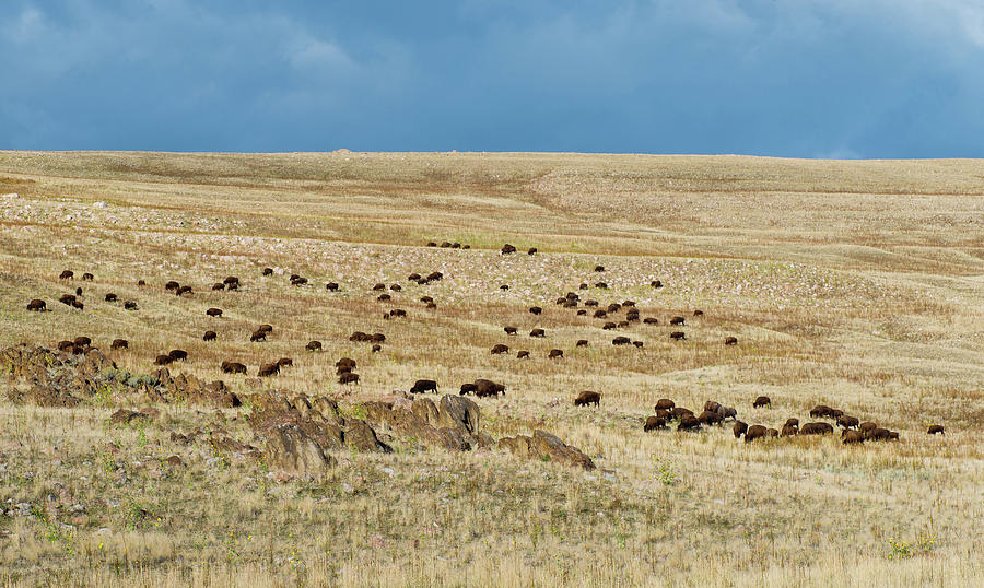 Grazing Bison Photograph by Michael Lustbader