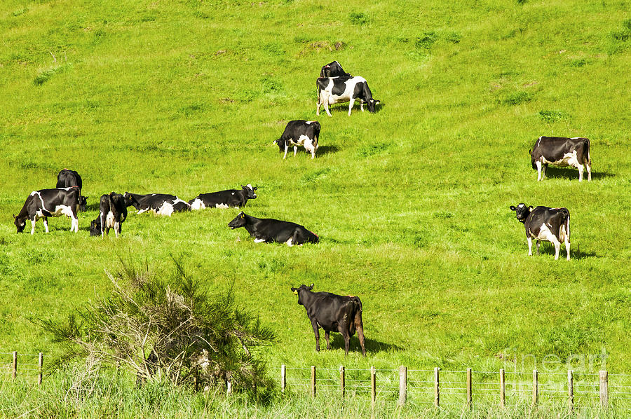 Grazing Photograph by Bob Phillips - Fine Art America