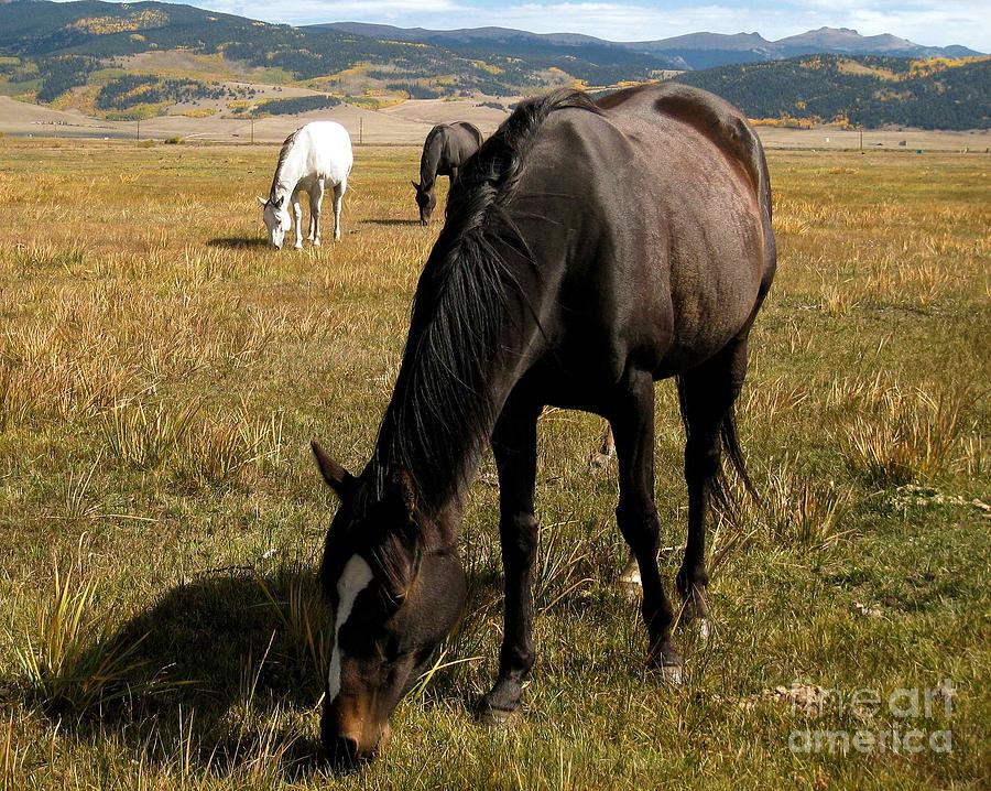 Horse Photograph - Grazing Buddies by Claudette Bujold-Poirier